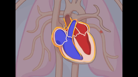 Heart Character