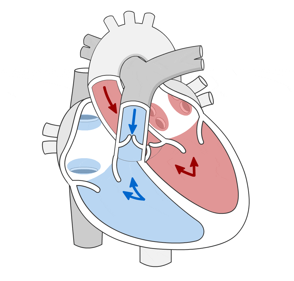 Cardiac Vein Path